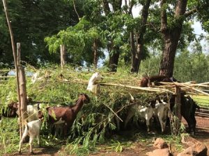 ไปดูเขาเลี้ยงแพะแก้จน 3 2e0e083398