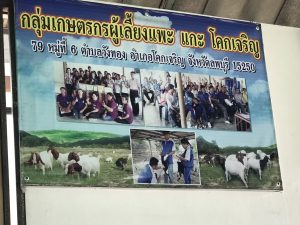 โครงการแกะมงคล สร้างรายได้สองทาง 2 S 7209053