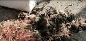 น่าสงสารปูทะเล