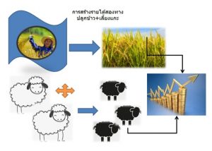 โครงการแกะมงคล สร้างรายได้สองทาง 1 ae1655f247