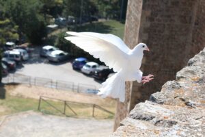 bird gb17afdd92 1280