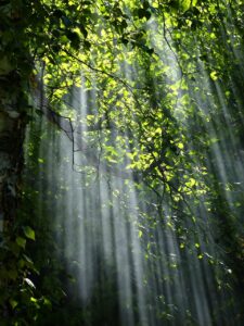 forest g1e386917f 1280