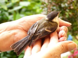 ทุกข์หลุดเพราะวาง 1 great tit 58635 1280