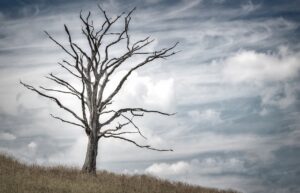tree 2487889 1280