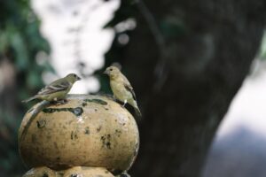 เปลี่ยนศัตรูให้เป็นมิตร 1 two birds 5233179 1280