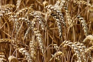 wheat 3524861 340